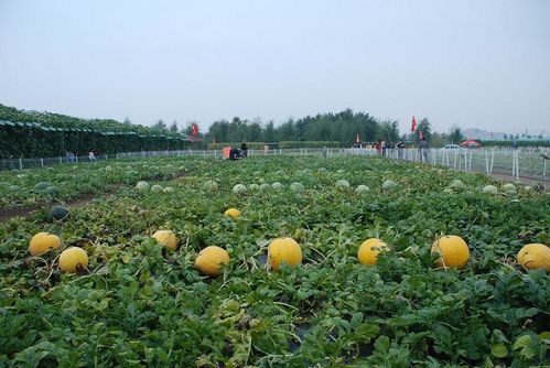 中财委部署现代流通体系 吉林北方农副产品交易中心11月11日营业